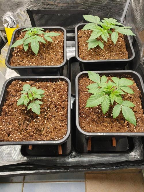 L.S.D.  Barneys farm. Week 3