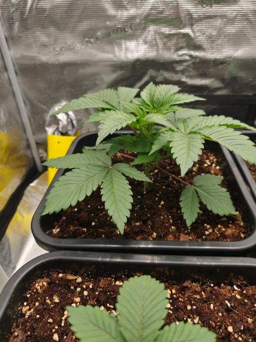 L.S.D.  Barneys farm. Week 3