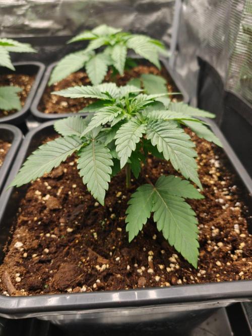 L.S.D.  Barneys farm. Week 3