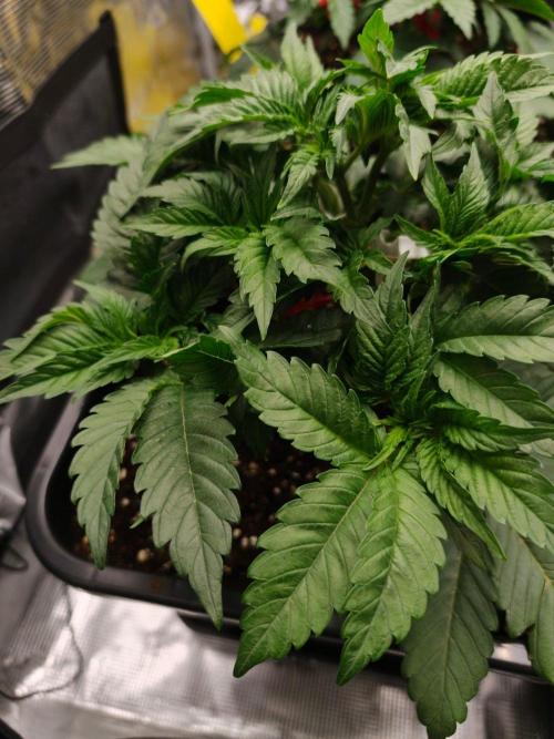 L.S.D.  Barneys farm. Week 4