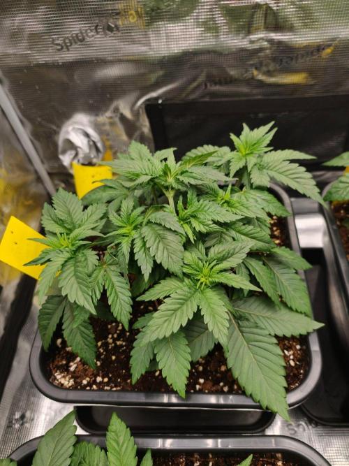 L.S.D.  Barneys farm. Week 4