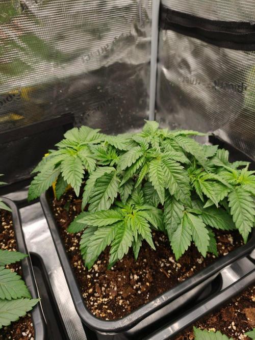 L.S.D.  Barneys farm. Week 4