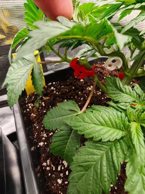 L.S.D.  Barneys farm. Week 4