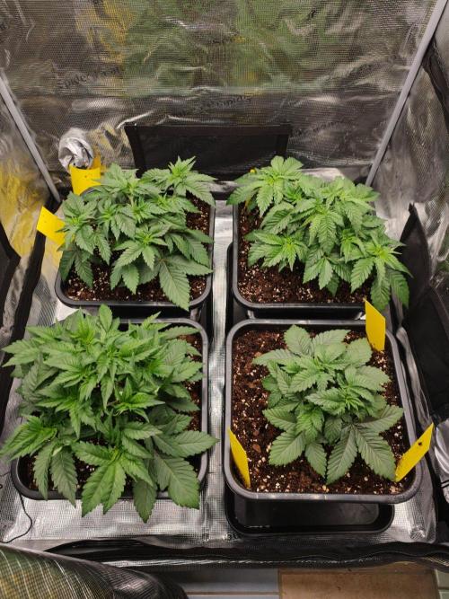 L.S.D.  Barneys farm. Week 4