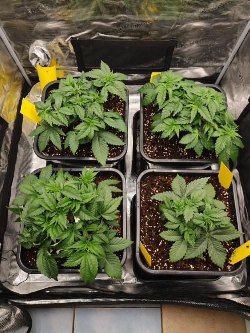 L.S.D.  Barneys farm. Week 4