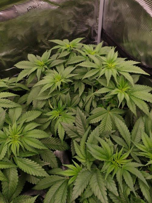 L.S.D.  Barneys farm. Week 5