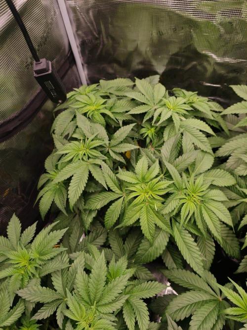 L.S.D.  Barneys farm. Week 5