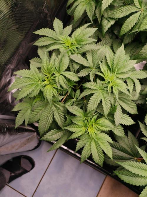 L.S.D.  Barneys farm. Week 5