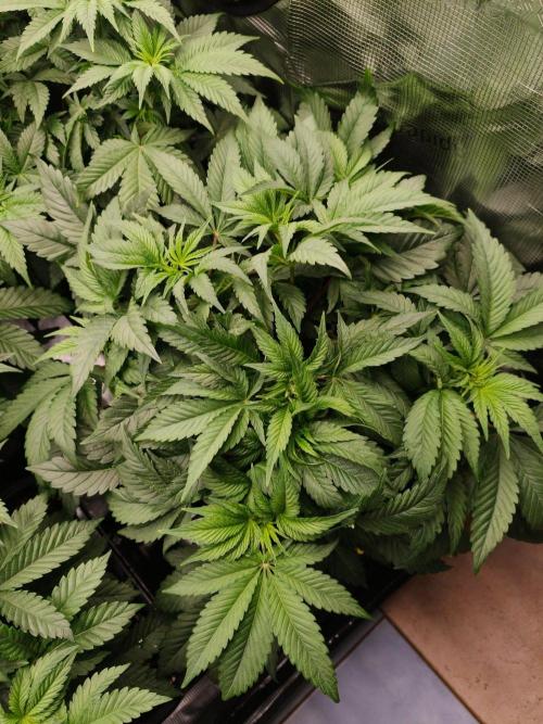 L.S.D.  Barneys farm. Week 5