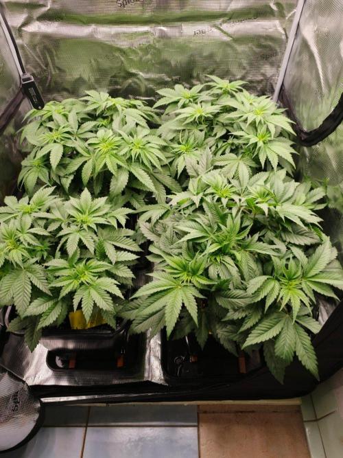 L.S.D.  Barneys farm. Week 5