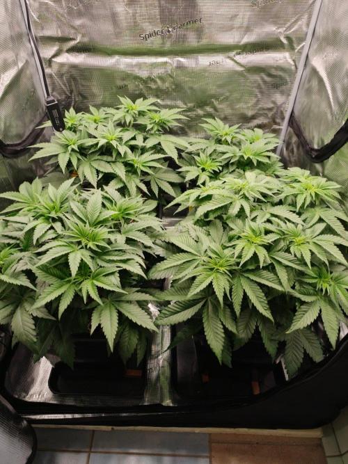 L.S.D.  Barneys farm. Week 5