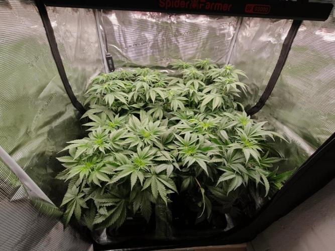 L.S.D.  Barneys farm. Week 6