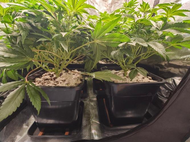 L.S.D.  Barneys farm. Week 6
