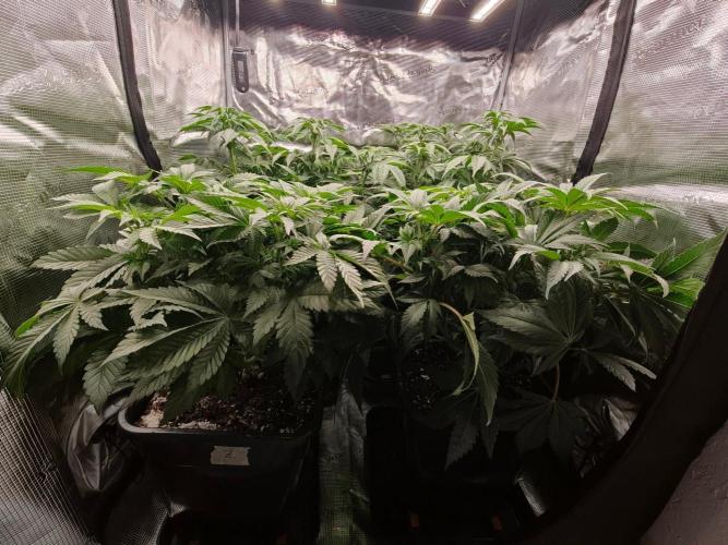 L.S.D.  Barneys farm. Week 6