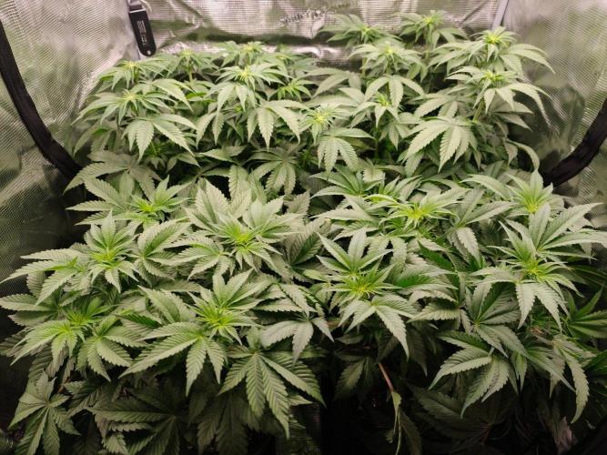 L.S.D.  Barneys farm. Week 6