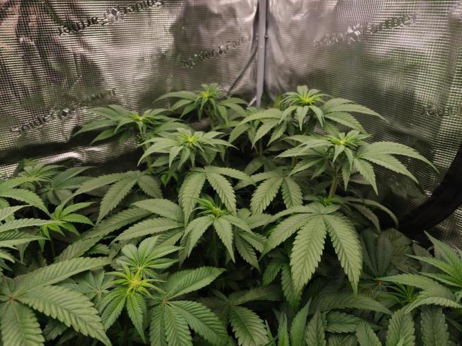 L.S.D.  Barneys farm. Week 6