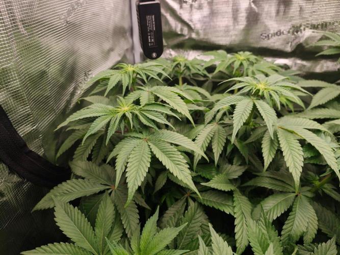 L.S.D.  Barneys farm. Week 6