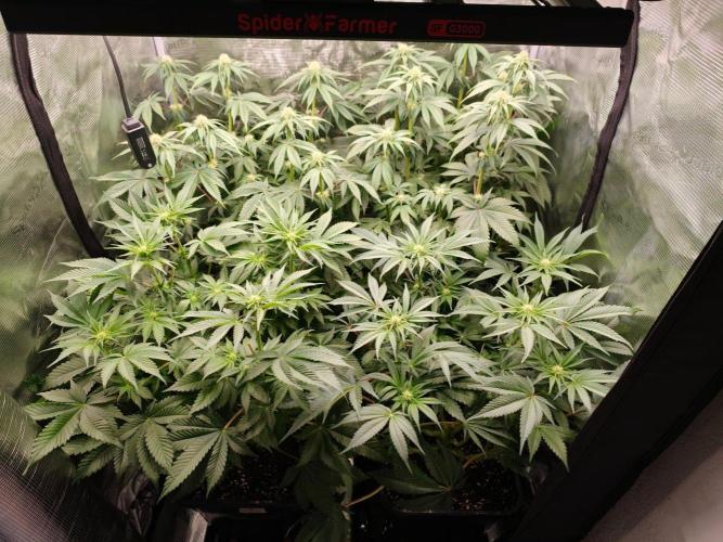 L.S.D.  Barneys farm. Week 7
