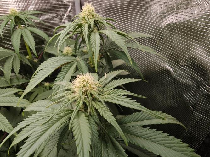 L.S.D.  Barneys farm. Week 7