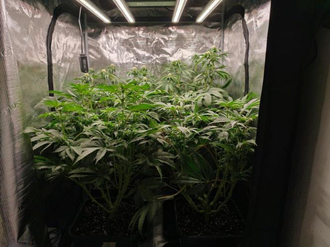 L.S.D.  Barneys farm. Week 7