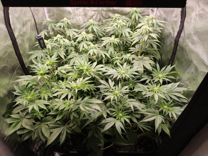 L.S.D.  Barneys farm. Week 7
