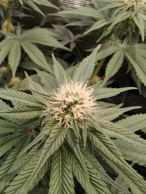 L.S.D.  Barneys farm. Week 7