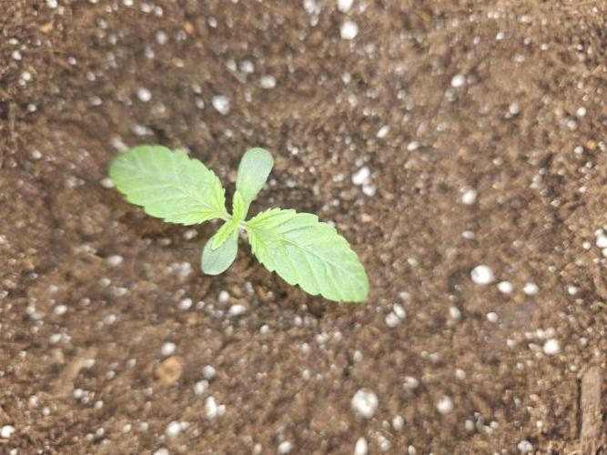 Royal AK Fem + O.G. Kush RQS. Week 0