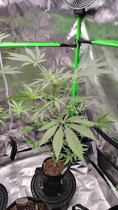 Gelato X Granddaddy Purple - QCS