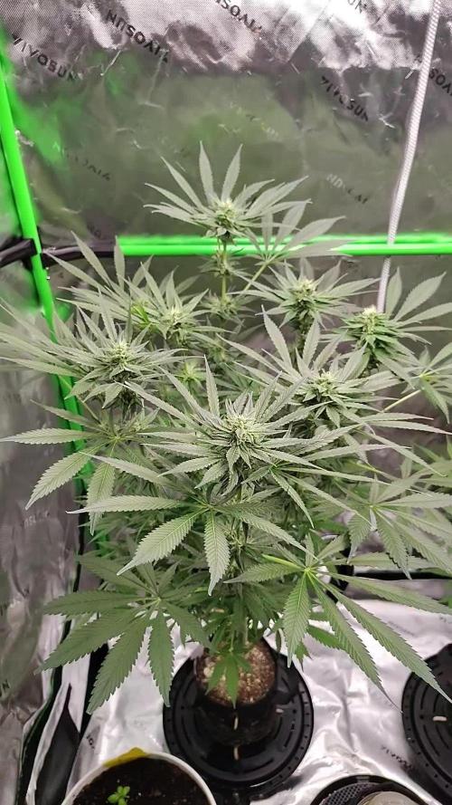 Stephen Hawking Kush - Alphakronik Genes