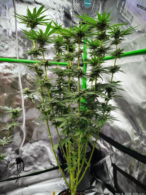 (Seed Run) Stephen Hawking Kush. Week 11