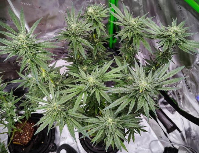 (Seed Run) Stephen Hawking Kush. Week 11