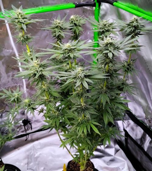 (Seed Run) Stephen Hawking Kush. Week 11