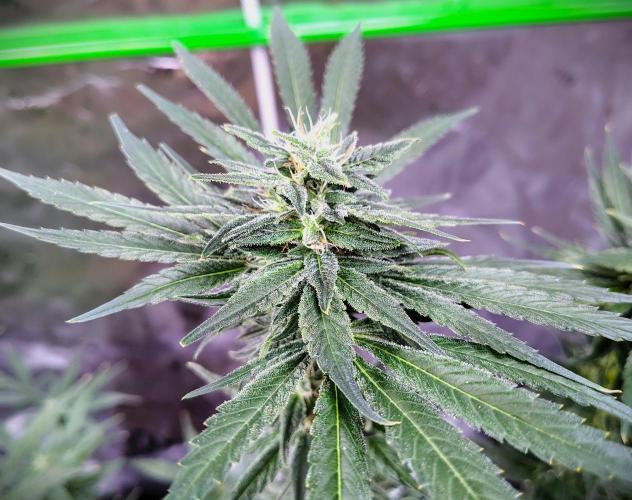 (Seed Run) Stephen Hawking Kush. Week 11