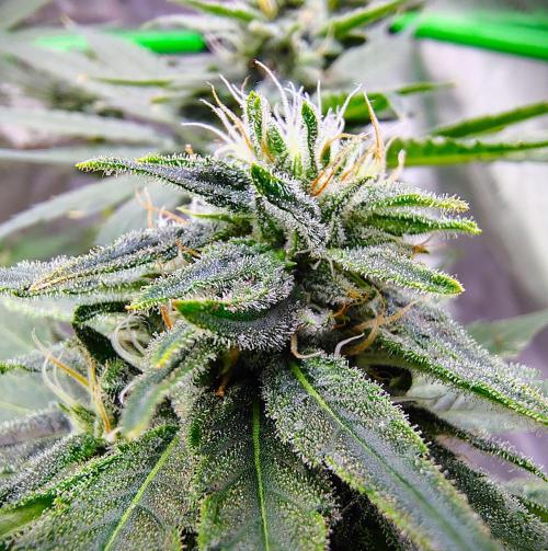 (Seed Run) Stephen Hawking Kush. Week 11