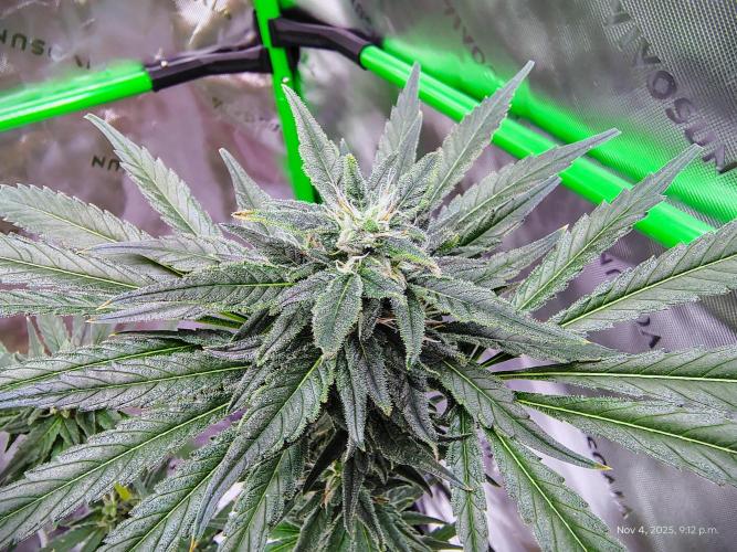 (Seed Run) Stephen Hawking Kush. Week 11