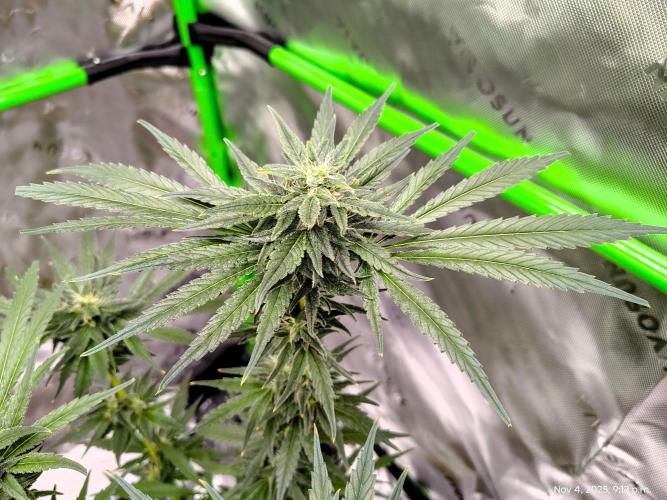 (Seed Run) Stephen Hawking Kush. Week 11