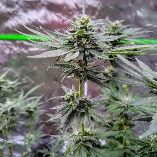 (Seed Run) Stephen Hawking Kush. Week 11