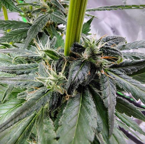 (Seed Run) Stephen Hawking Kush. Week 11