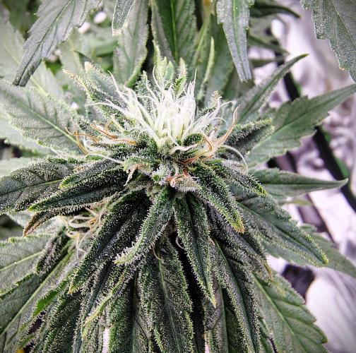 (Seed Run) Stephen Hawking Kush. Week 11