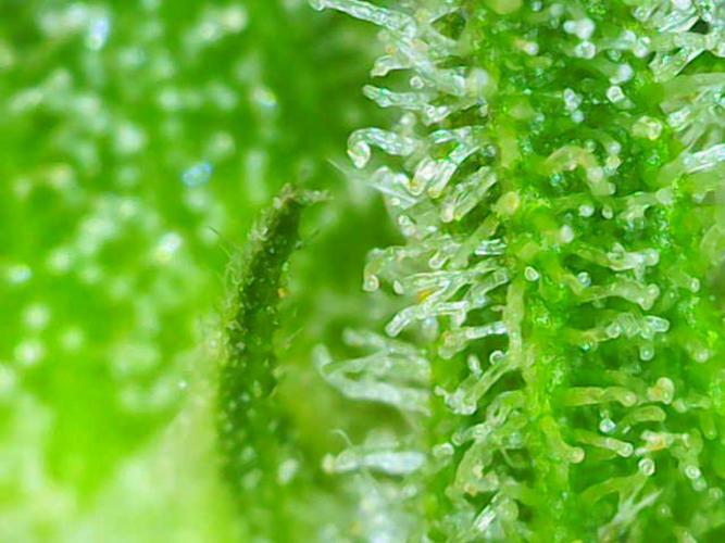 (Seed Run) Stephen Hawking Kush. Week 11