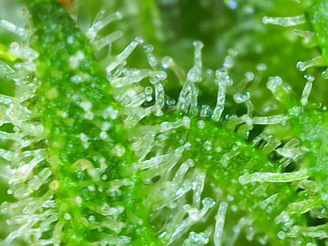 (Seed Run) Stephen Hawking Kush. Week 11