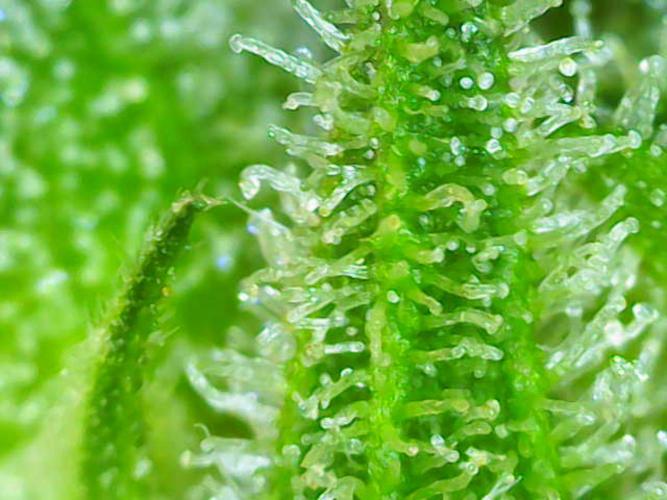 (Seed Run) Stephen Hawking Kush. Week 11