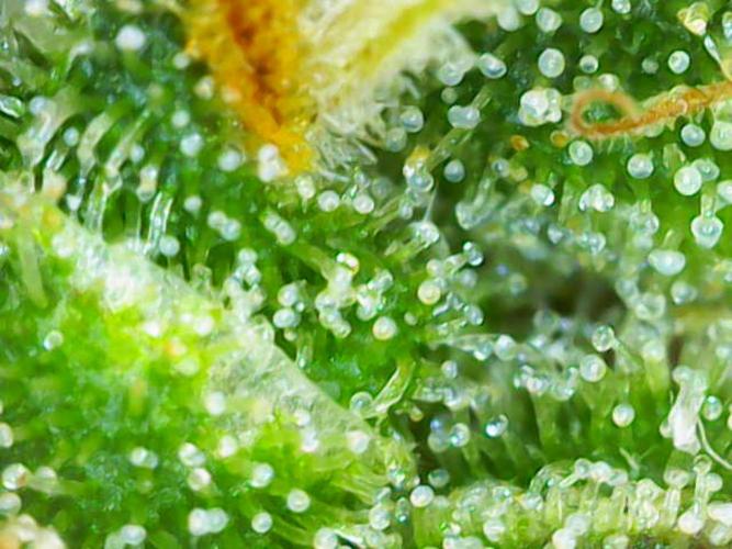 (Seed Run) Stephen Hawking Kush. Week 11