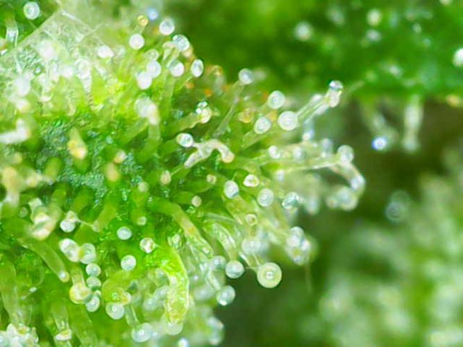 (Seed Run) Stephen Hawking Kush. Week 11