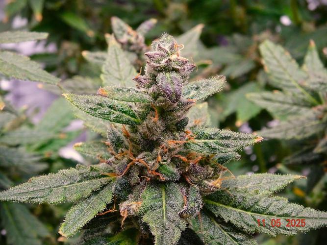 (Seed Run) Fruity Pebbles 2.0. Week 17