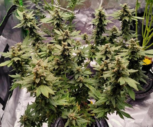 (Seed Run) Fruity Pebbles 2.0. Week 17