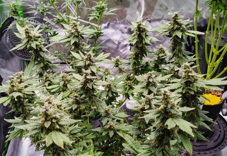 (Seed Run) Fruity Pebbles 2.0. Week 17