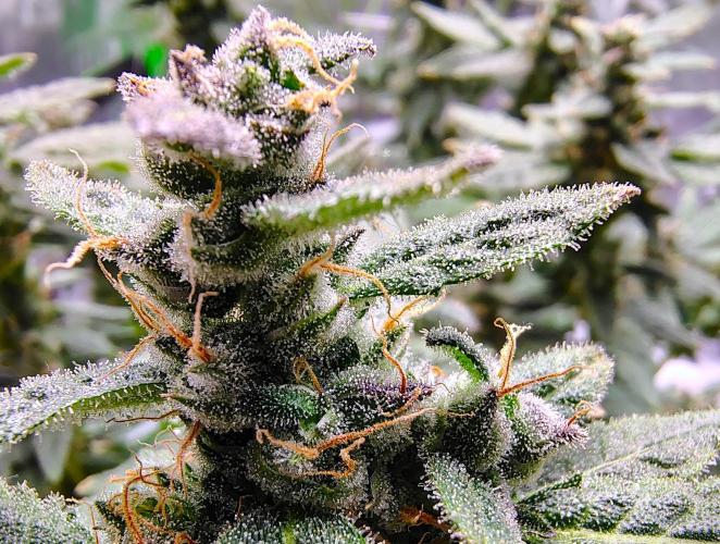 (Seed Run) Fruity Pebbles 2.0. Week 17