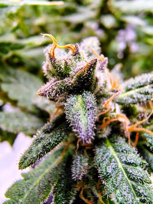 (Seed Run) Fruity Pebbles 2.0. Week 17