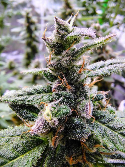 (Seed Run) Fruity Pebbles 2.0. Week 17